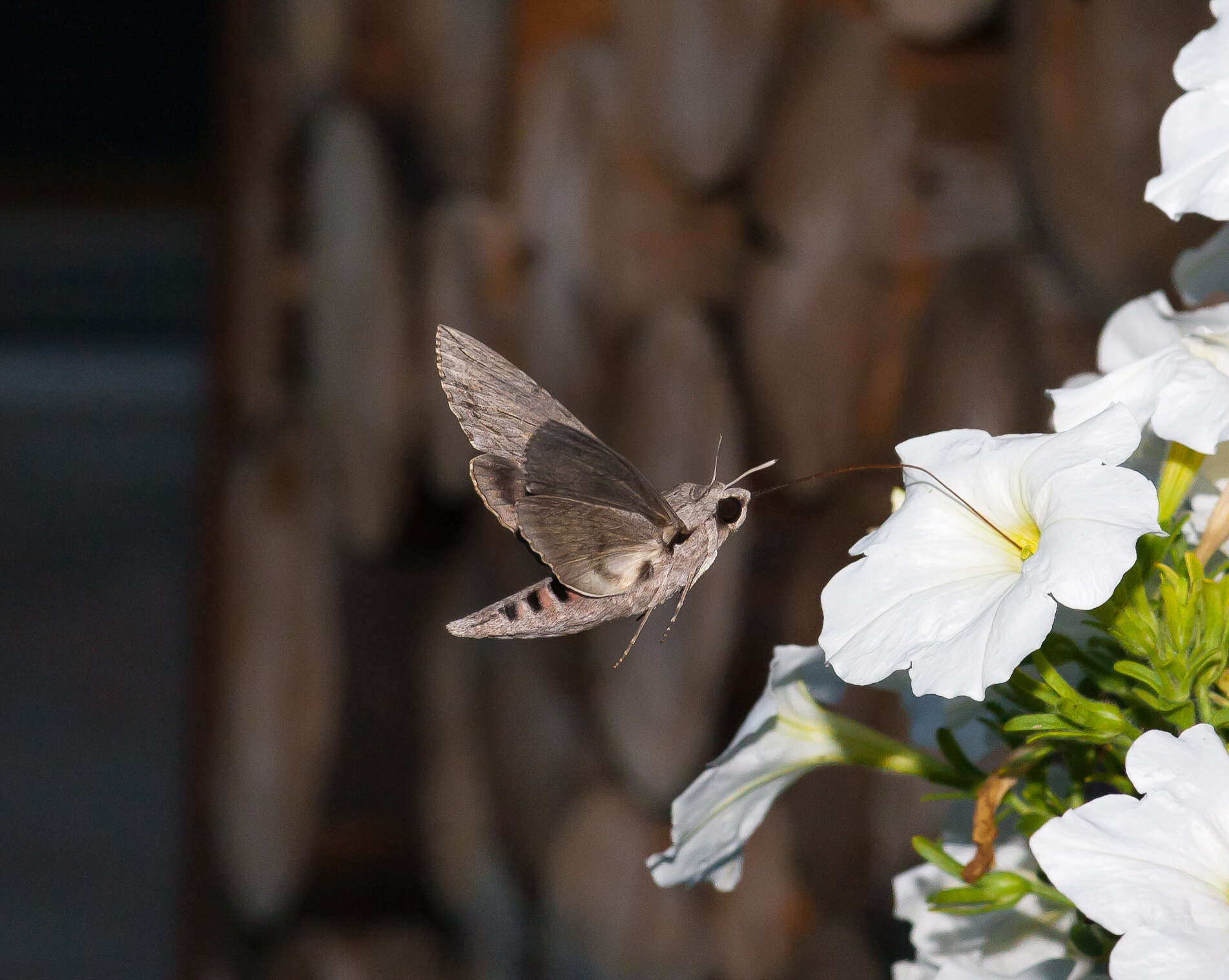 Image of convolvulus hawk moth