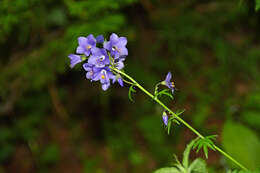 Image de Polémoine bleue