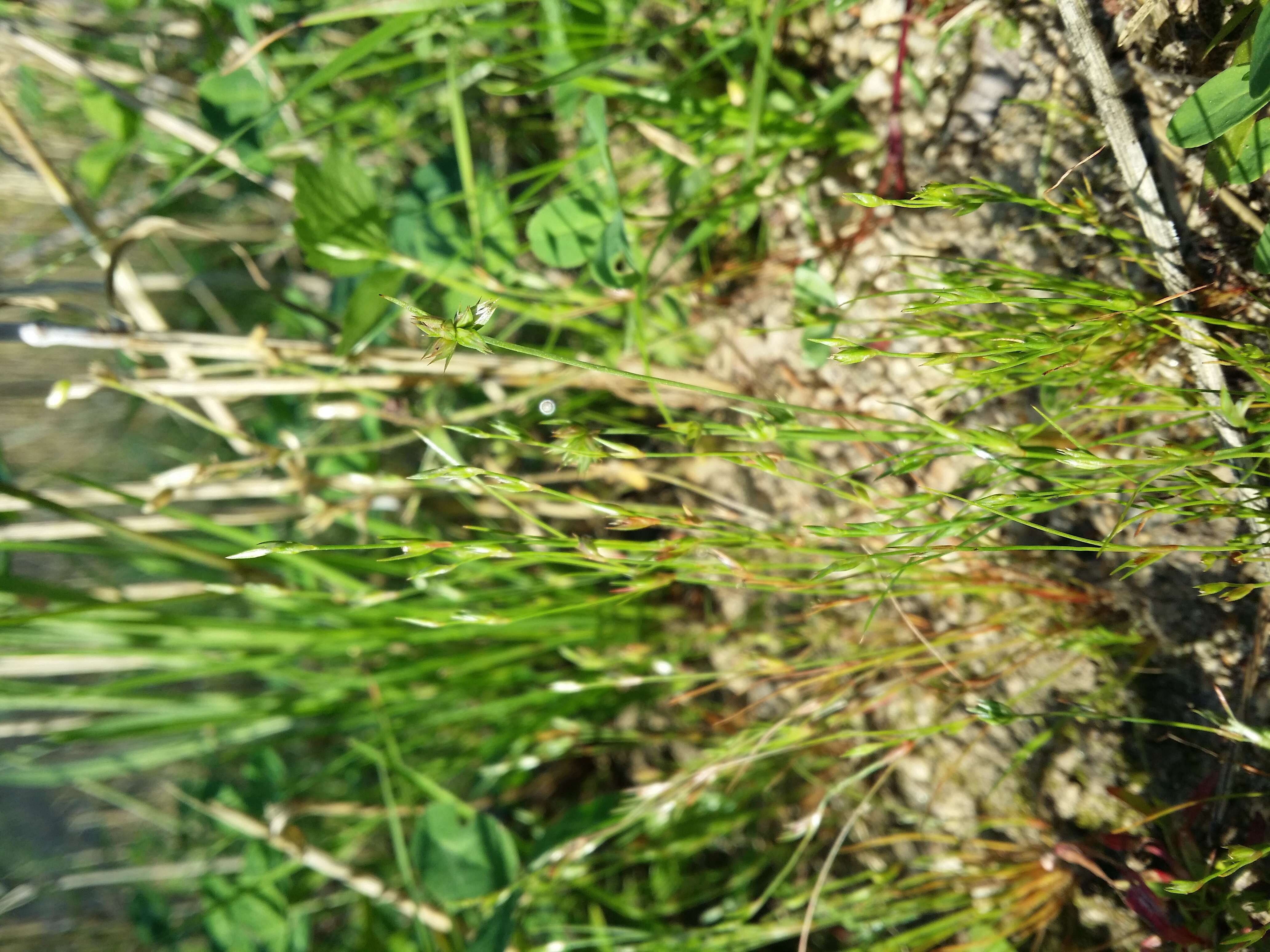 Image of dwarf rush