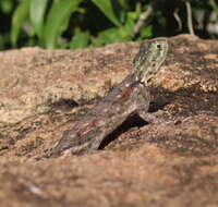 صورة Agama lionotus Boulenger 1896