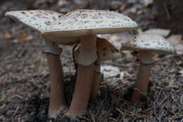 Image of Amanita rubescens Pers. 1797