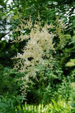 Image of false spiraea