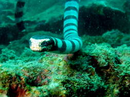 Image of Banded sea krait