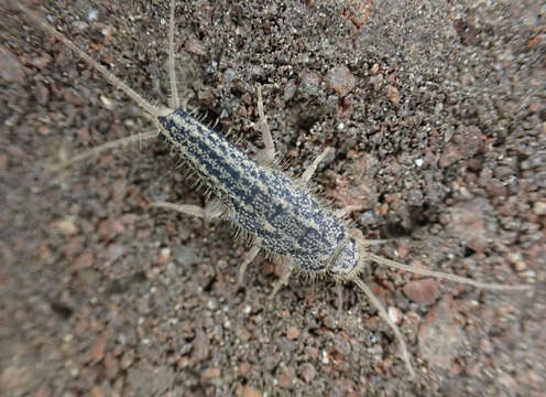 Image of Four-lined Silverfish