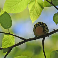 Image of Blackburnian Warbler