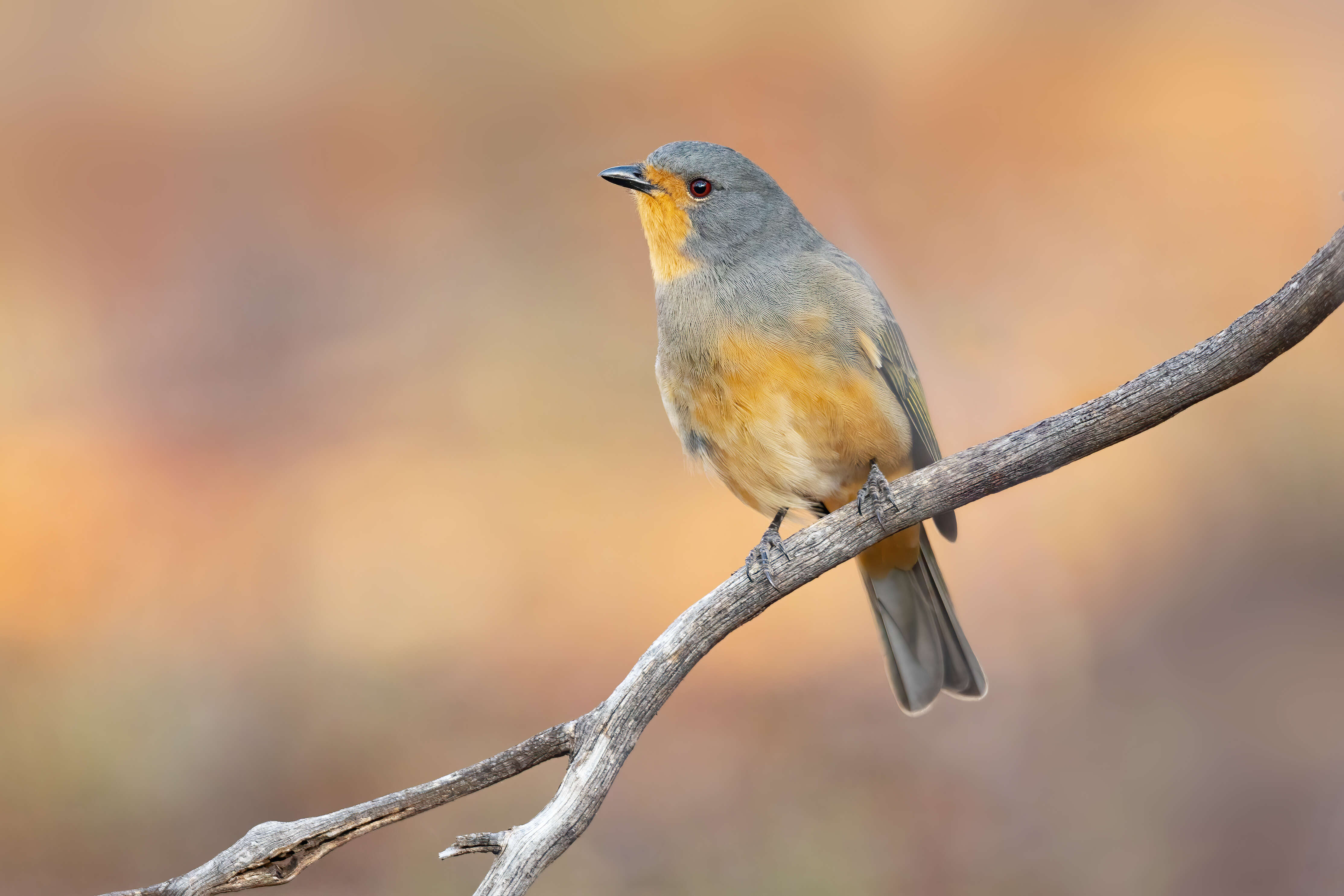 Imagem de Pachycephala rufogularis Gould 1841