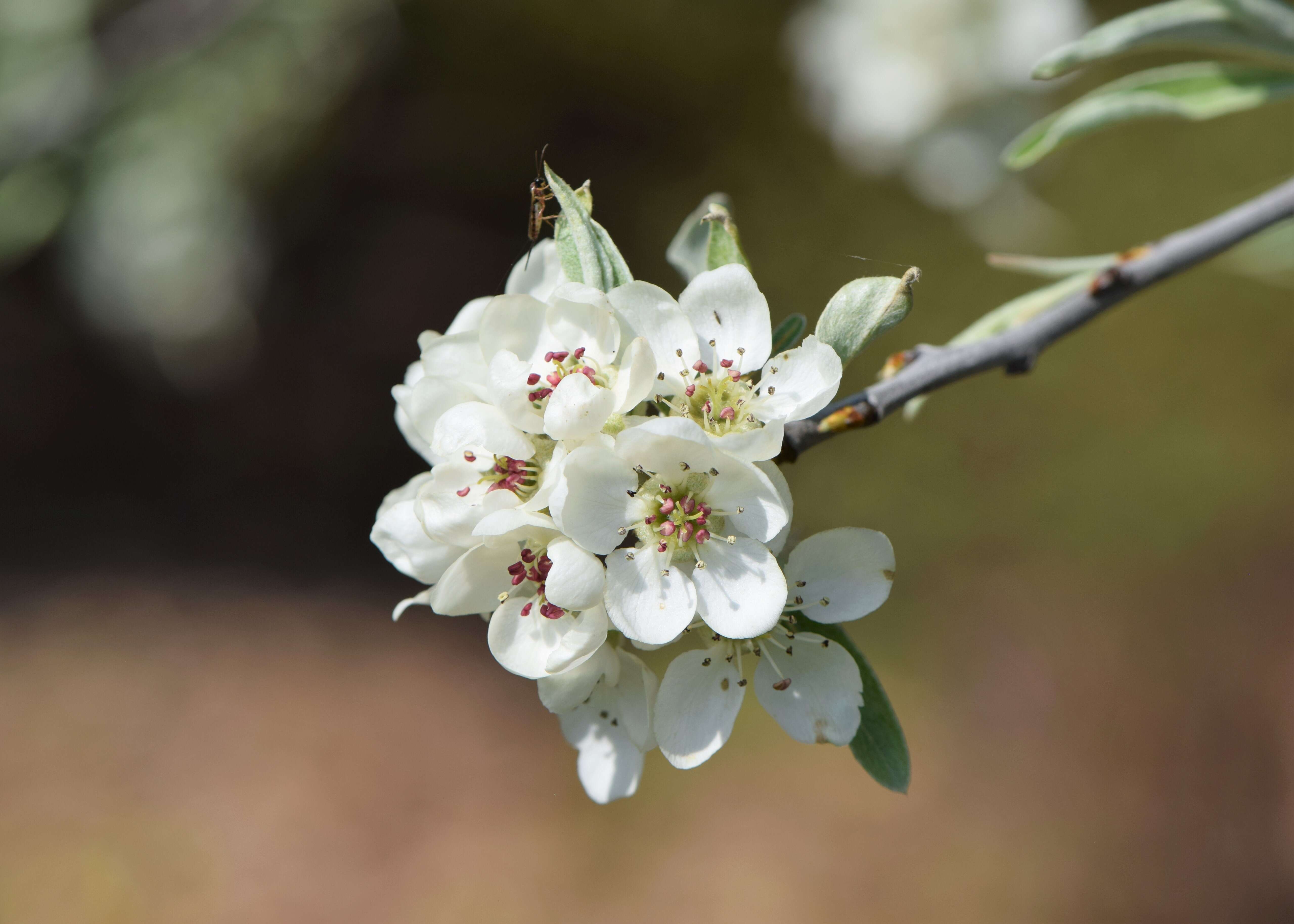 Plancia ëd Pyrus salicifolia Pall.