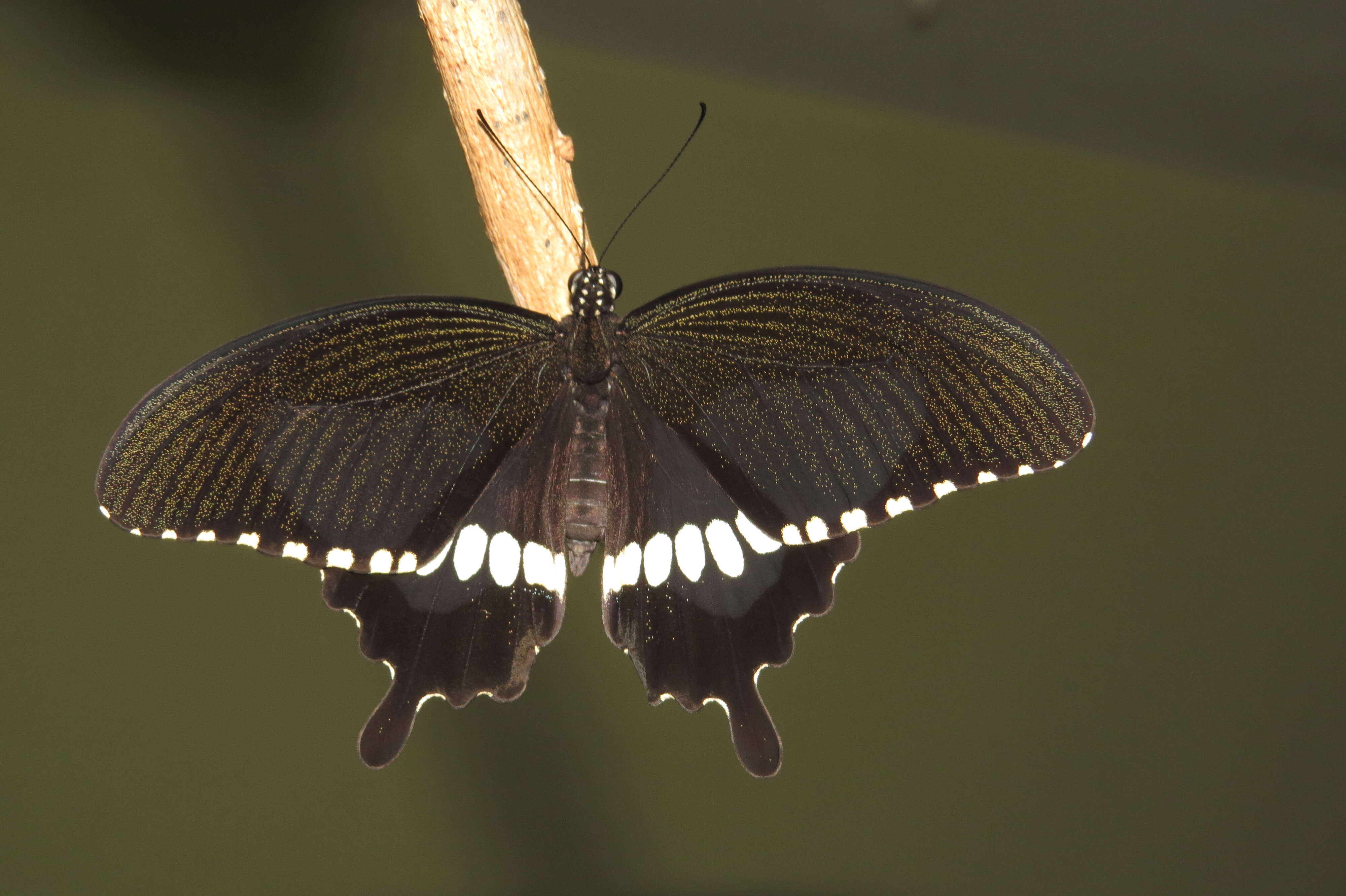 Image of Papilio polytes Linnaeus 1758