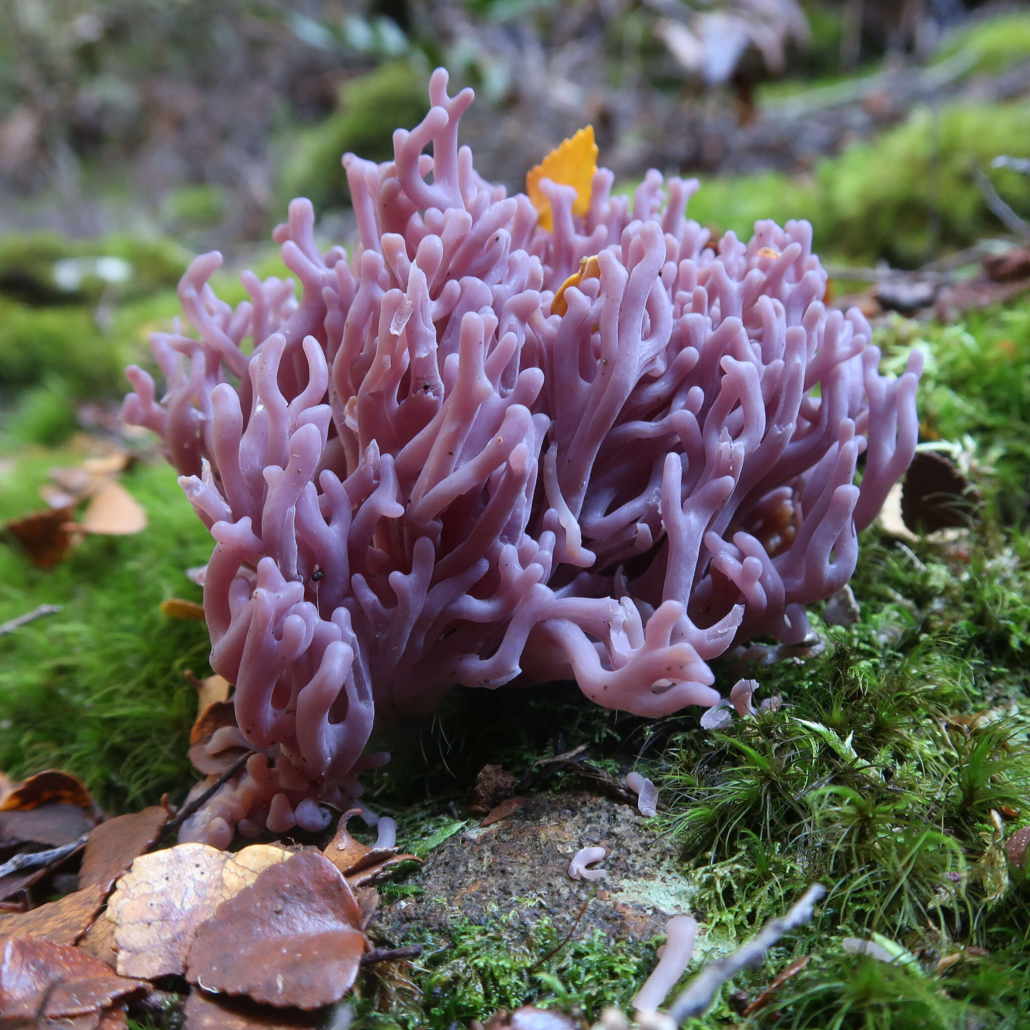 Image of Magenta coral