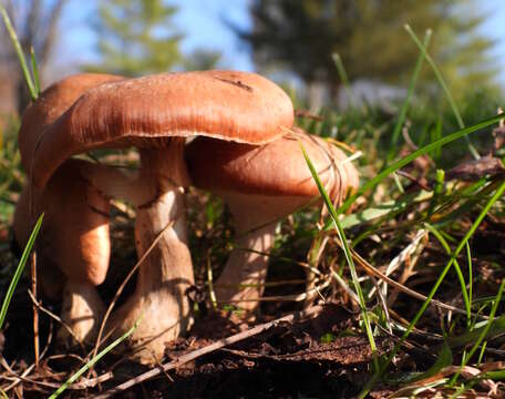 Image of Armillaria gallica Marxm. & Romagn. 1987