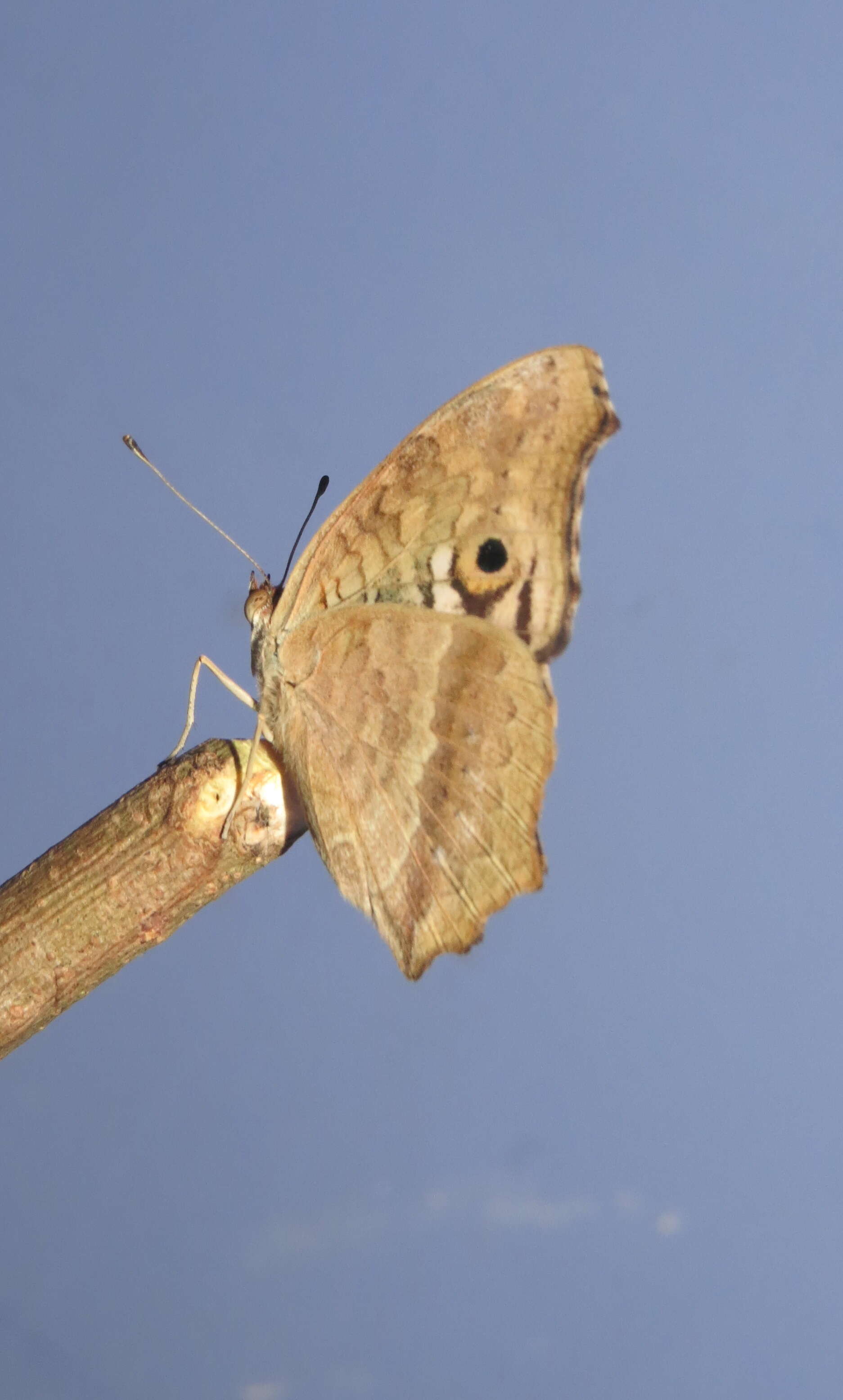 Image of Junonia lemonias Linnaeus 1758