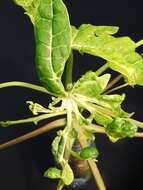 Image of Papaya ringspot virus