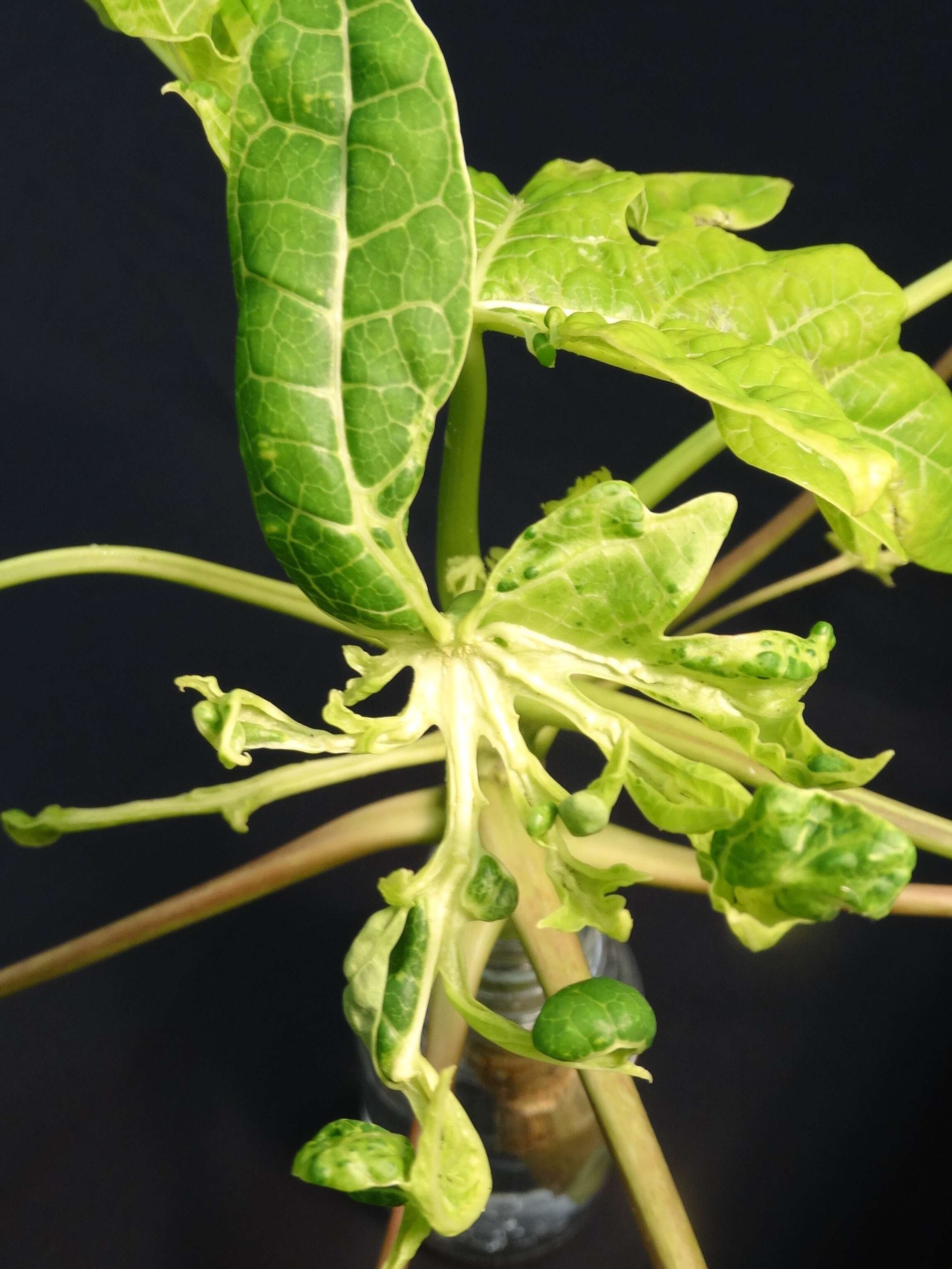 Image of Papaya ringspot virus