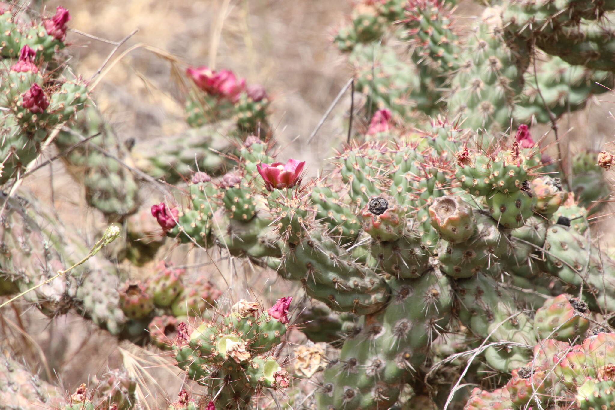 Image of coastal cholla