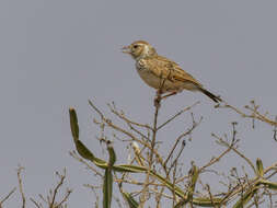 صورة Mirafra erythroptera Blyth 1845