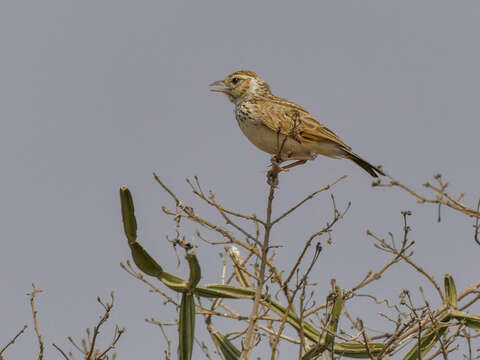 صورة Mirafra erythroptera Blyth 1845