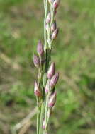 Image de Panicum coloratum L.