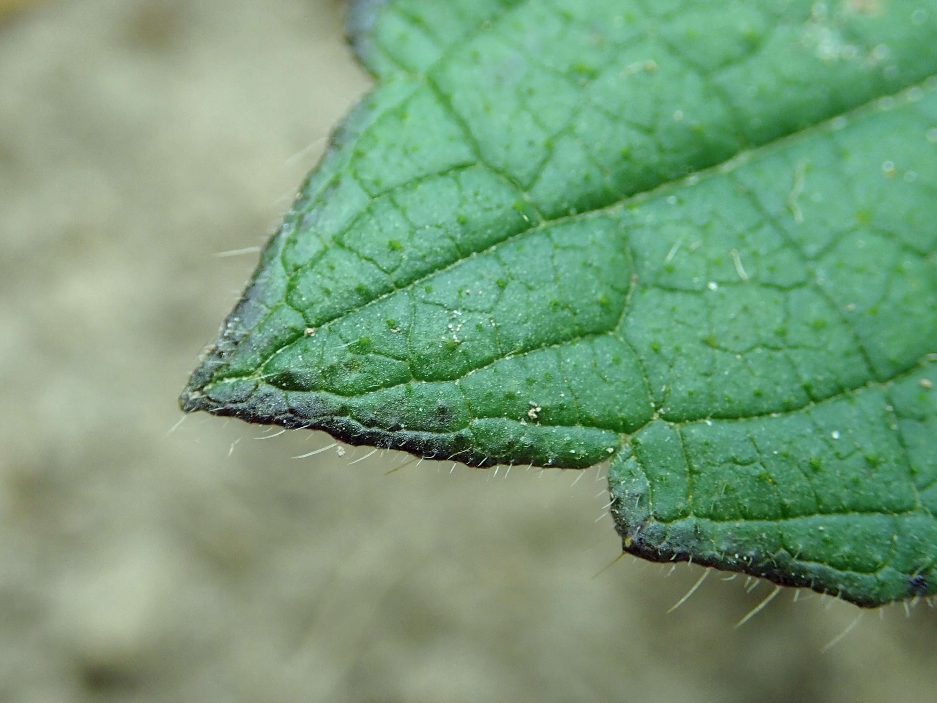 Image of small teasel