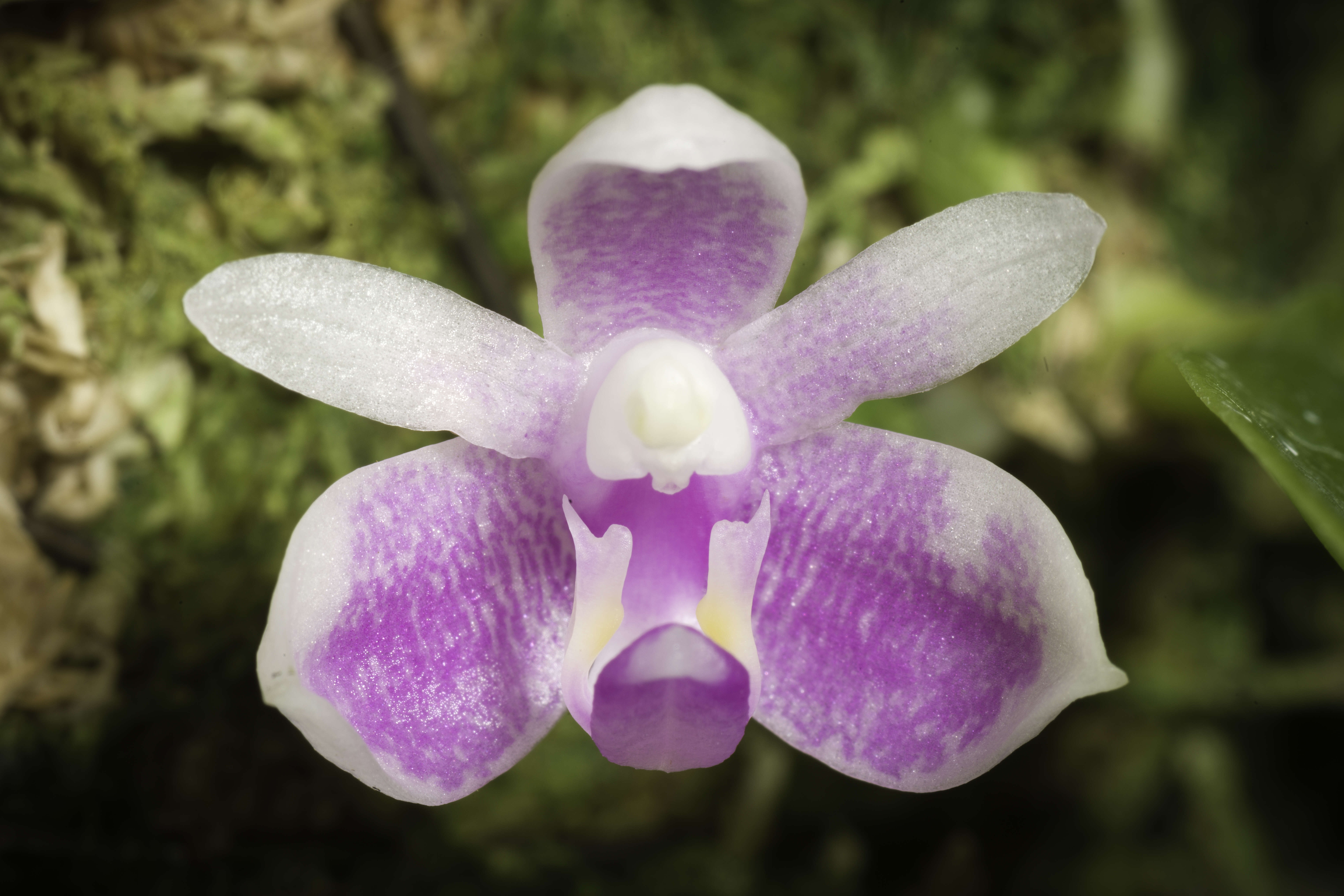 Image of Phalaenopsis modesta J. J. Sm.