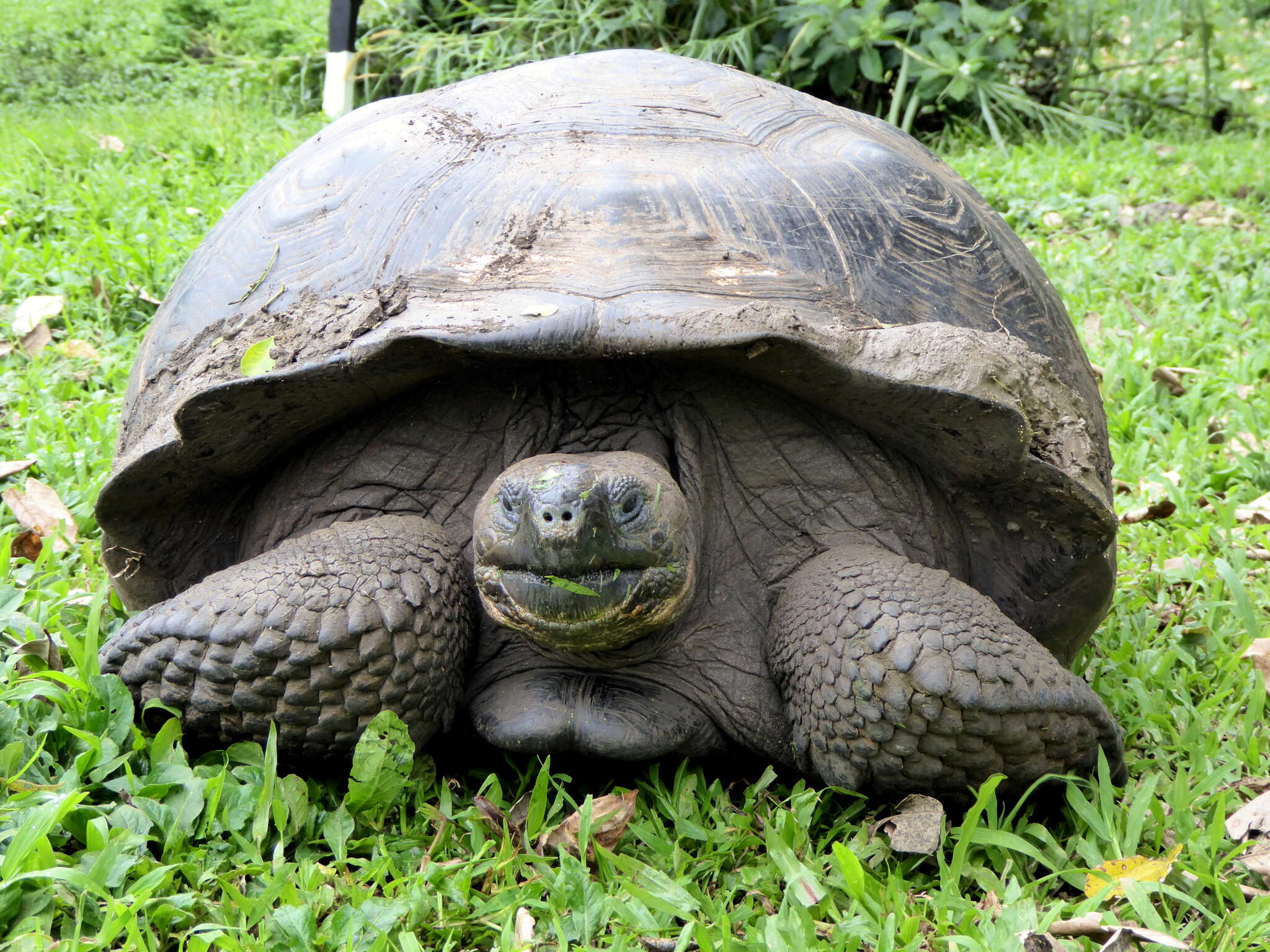 Image of Galapagos giant tortoise