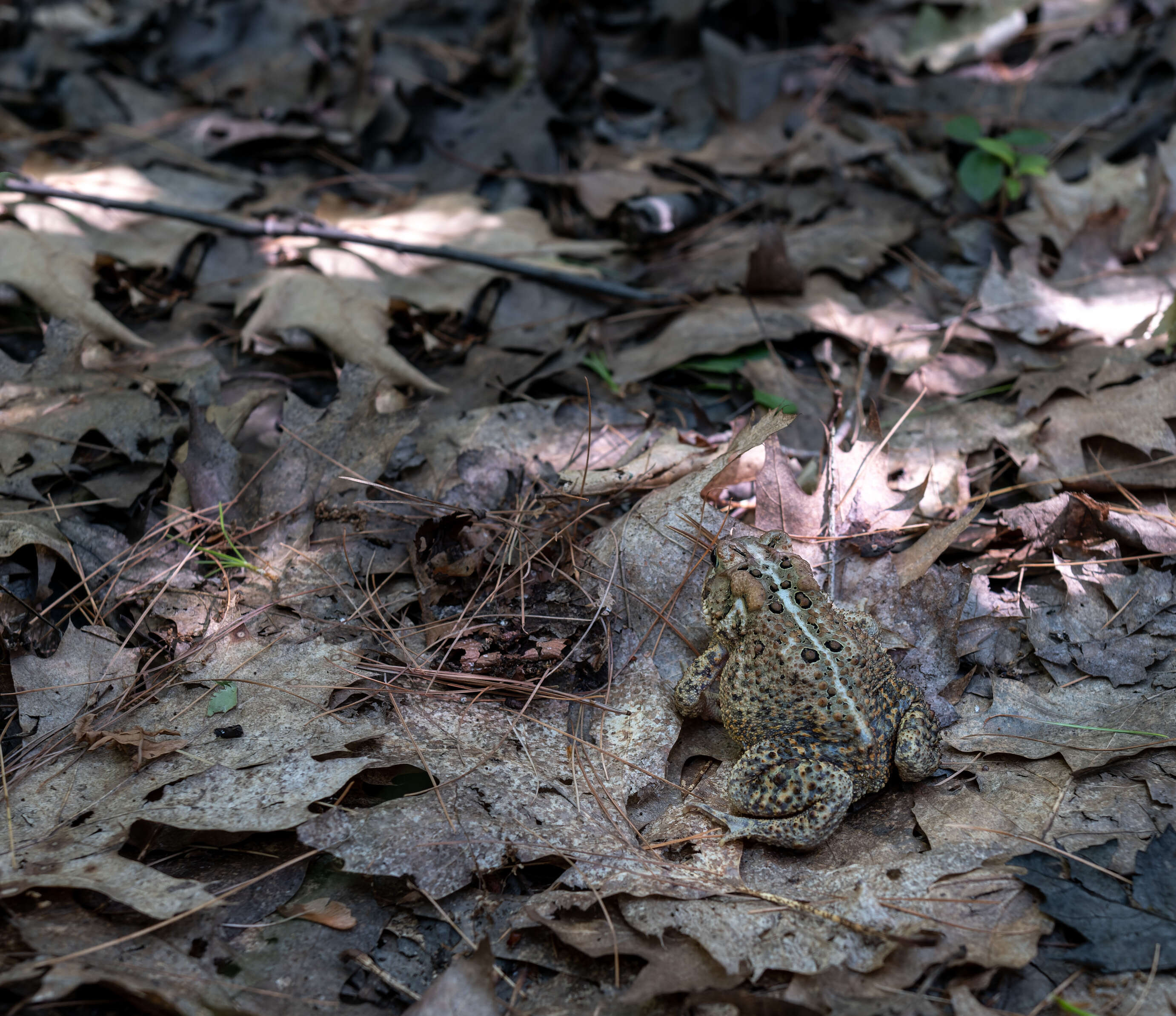 Image de Anaxyrus americanus (Holbrook 1836)