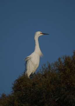 Image of Snowy Egret