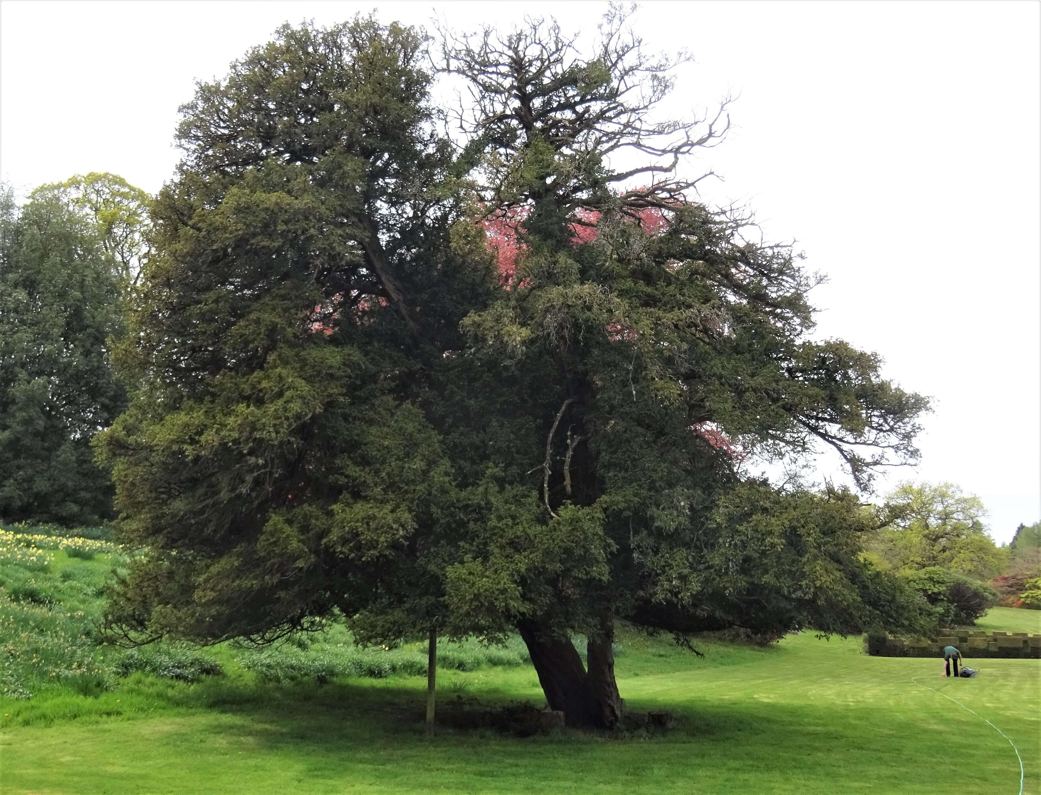 Image of English yew