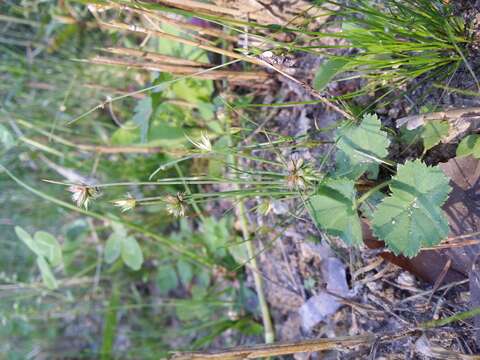 Image of dwarf rush