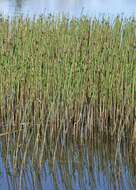 Image of Water Horsetail