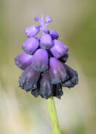 Image of Muscari commutatum Guss.