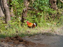 Image of Red Junglefowl