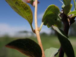 Image of western snowberry