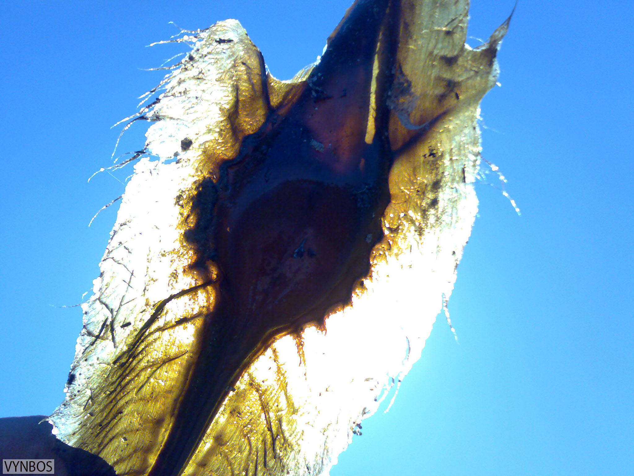 Image of Cape Elephantfish