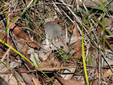 Image of Common Dunnart