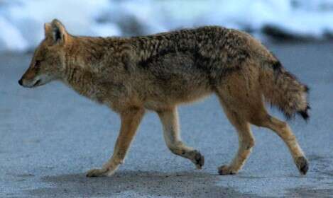 Image of Indian jackal