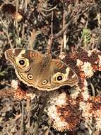 Plancia ëd Junonia grisea