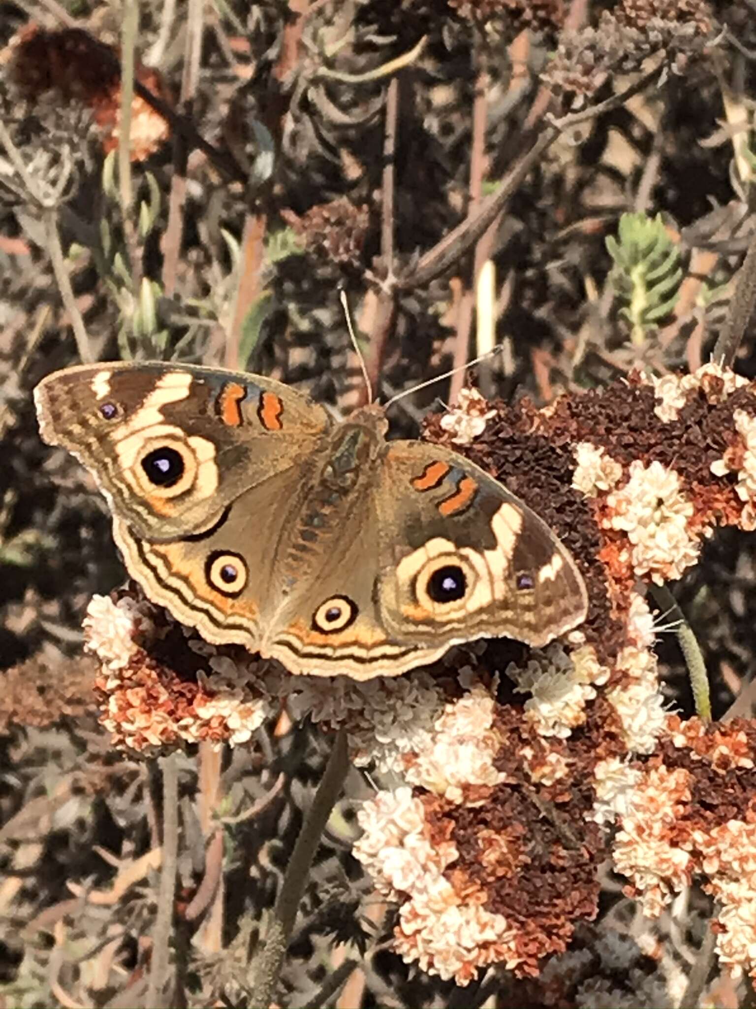 Plancia ëd Junonia grisea