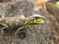 Image of Horsfield's Spiny Lizard