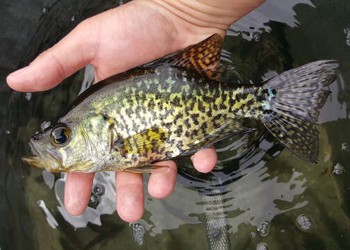 Image of Black Crappie