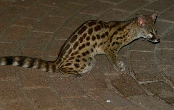 Image of Blotched Genet