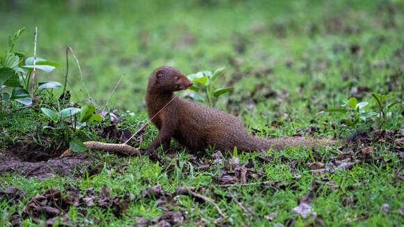 Image of Ruddy Mongoose