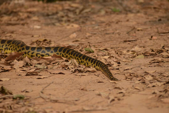 Image of Yellow anaconda