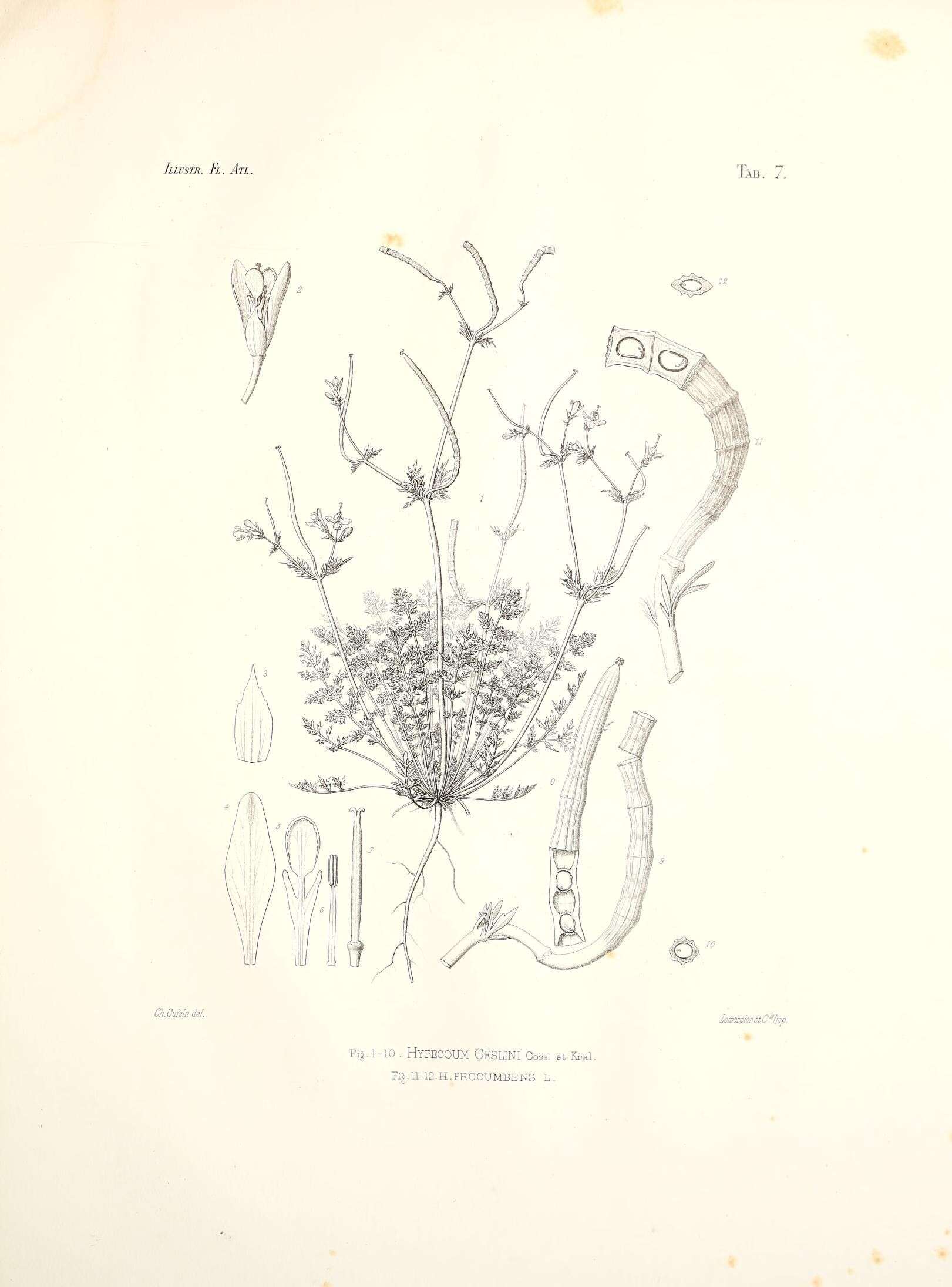 Image of Hypecoum procumbens L.