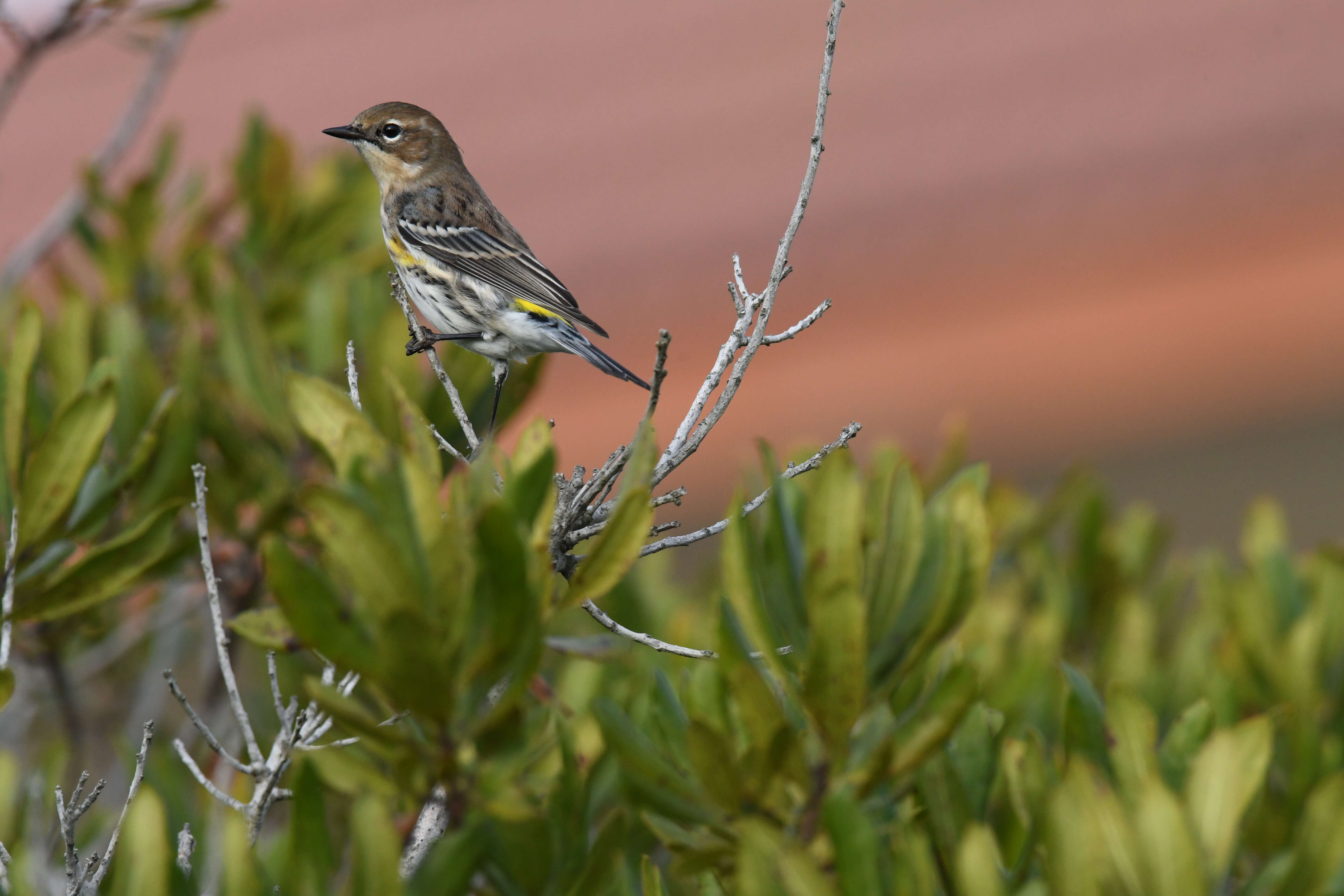 Image of Myrtle Warbler