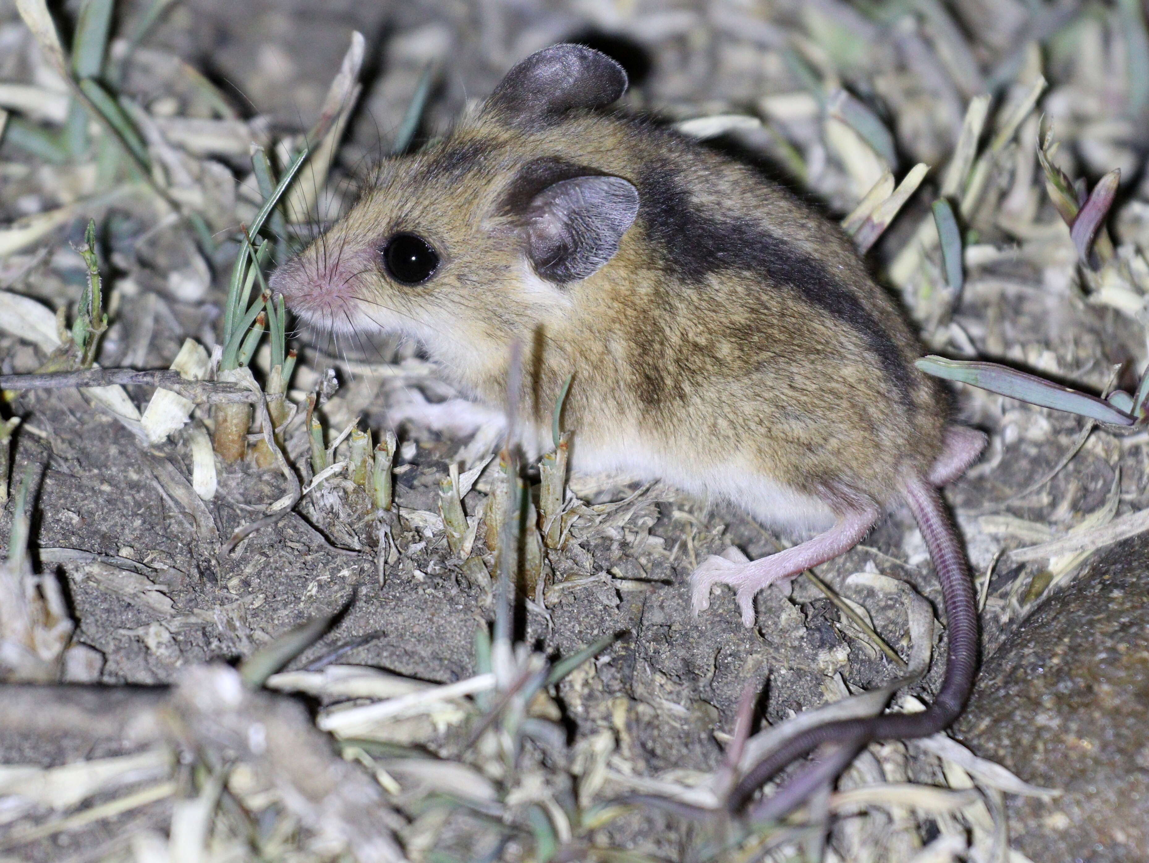 Image of African Climbing Mice
