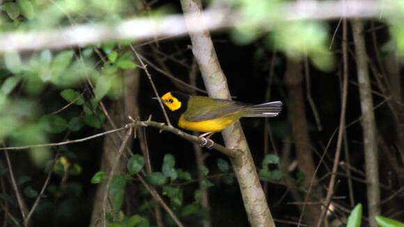 Image of Hooded Warbler