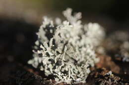 Image of ring lichen