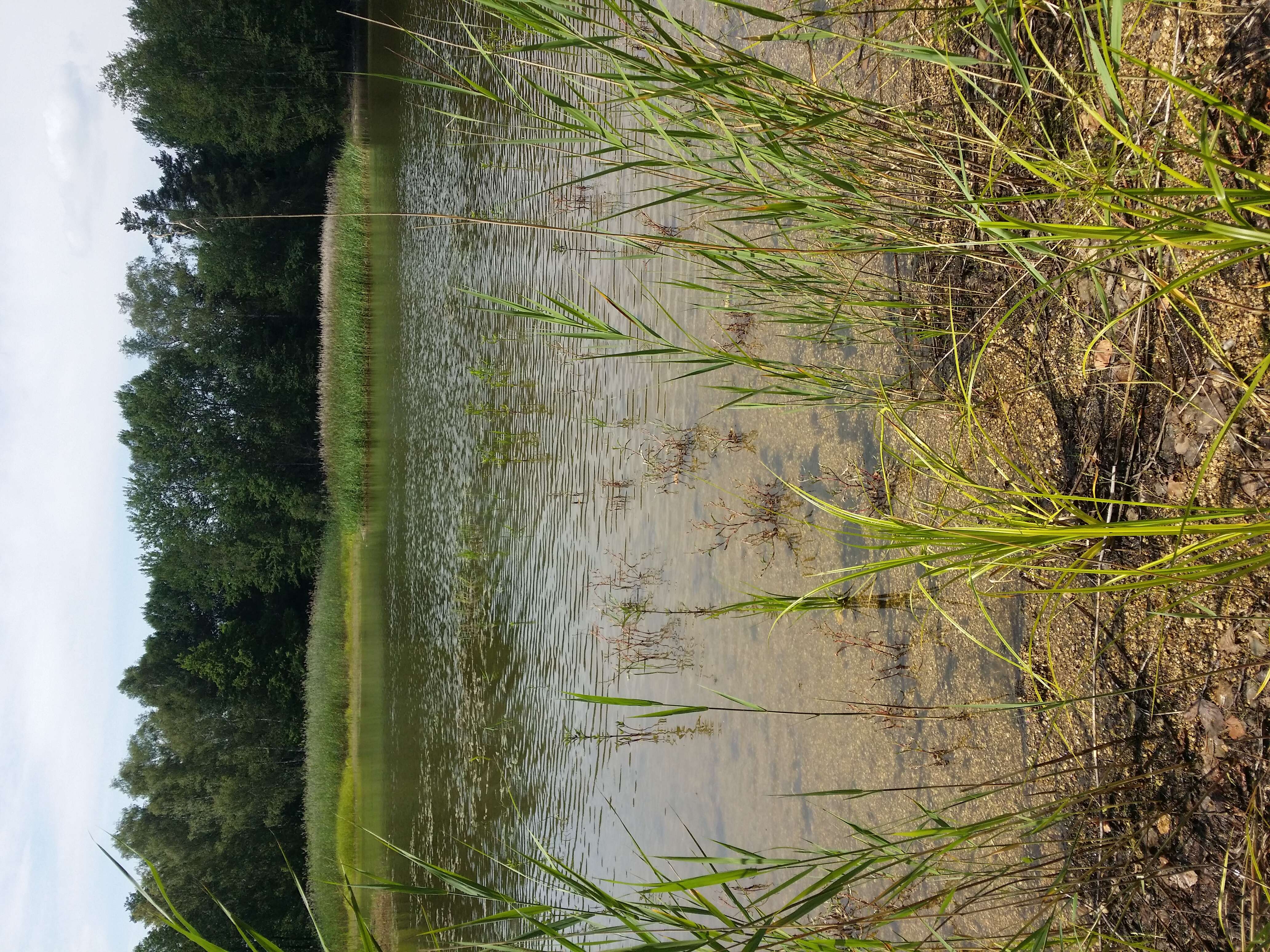 Image of Scirpus radicans Schkuhr