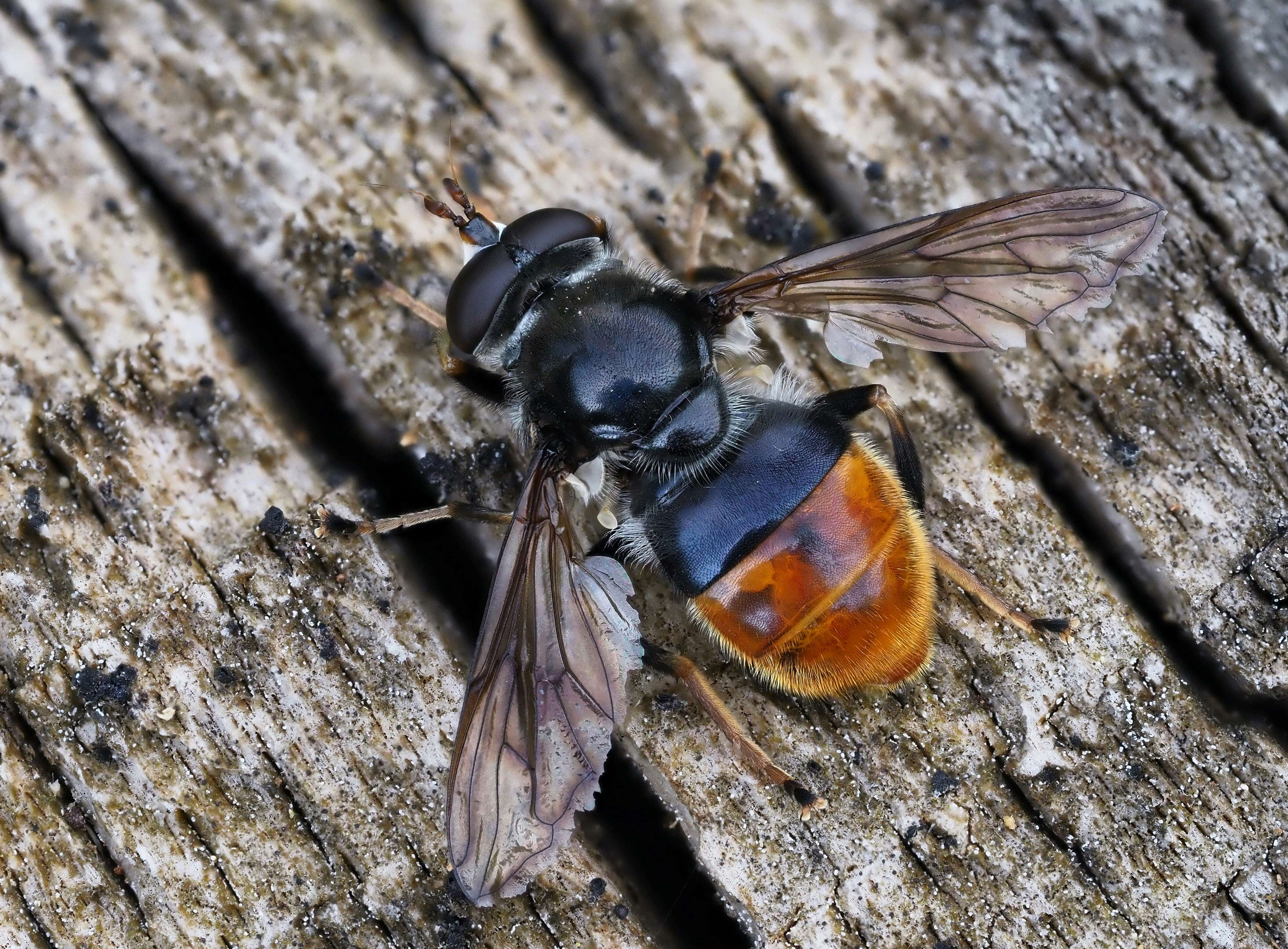 Image of Pine hoverfly