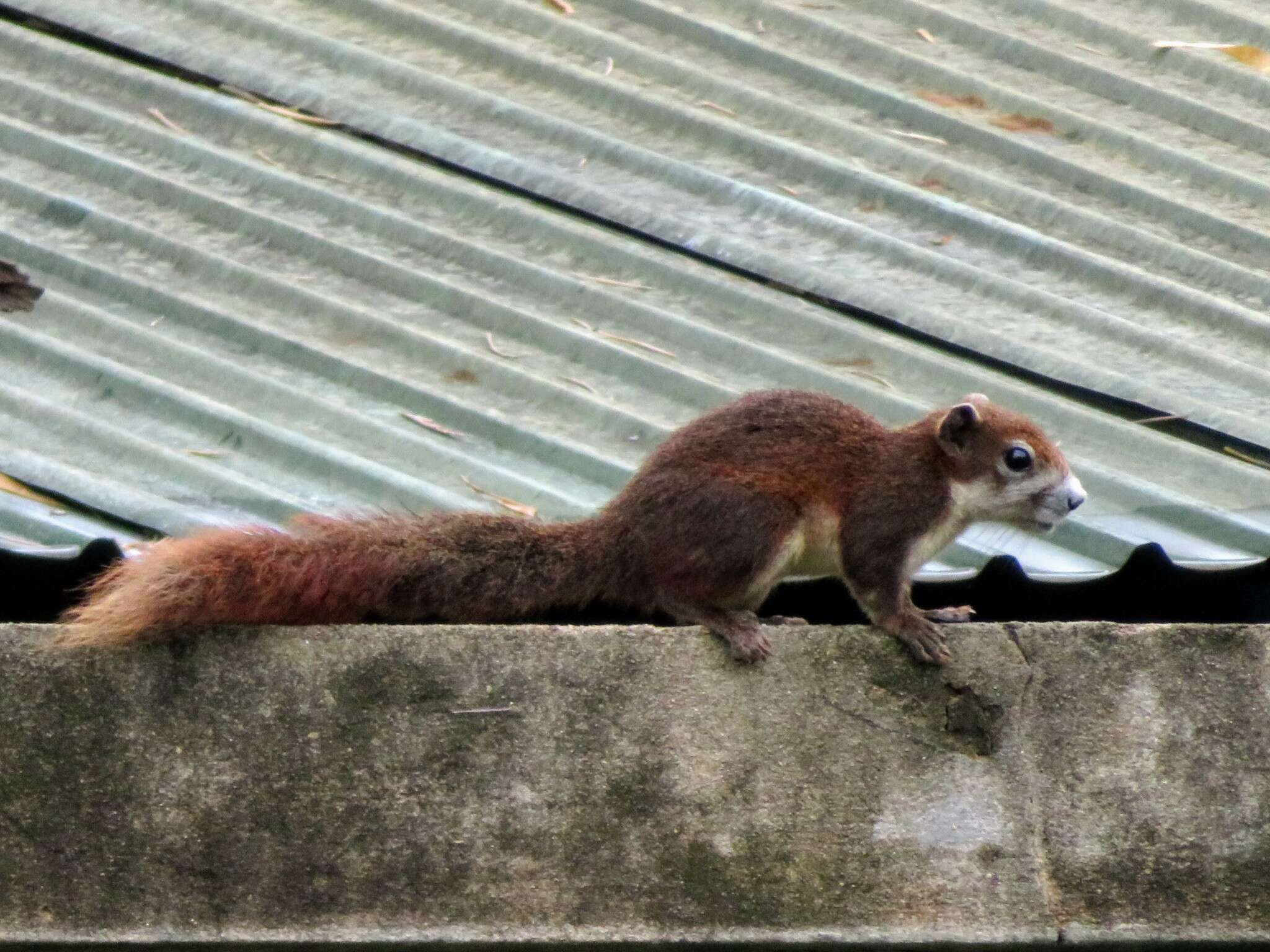 Image of Finlayson’s Squirrel